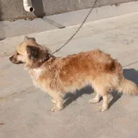 فروش واگذاری سگ|سگ|بجنورد, |دیوار