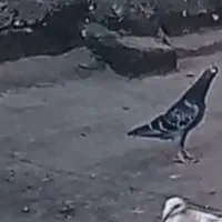 کفتر