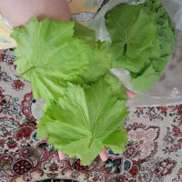 برگ مو مناسب|خوردنی و آشامیدنی|ارومیه, |دیوار