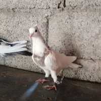کفتر