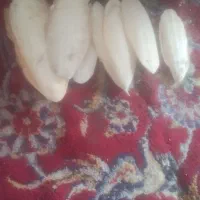 فروش