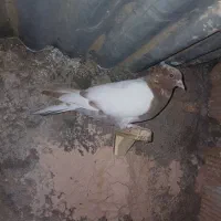 برنامه چاشنی بازی