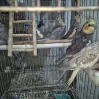 عروس هلندی با جوجه|پرنده|تهران, شهرک طالقانی|دیوار