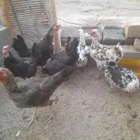 حراج فروش 8 تا مرغ تخمگذار جوان با 4 تا جوجه