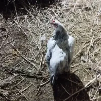 دوعدد مرغ برهما کرچ ویک مرغ دورگه تخم گذار