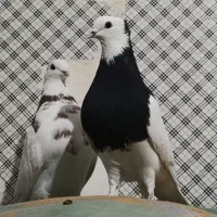 یک طوقی سیا نر کاکلی هوایی|پرنده|بردسکن, |دیوار