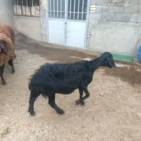 میش همو قره قزل