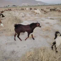 فروش کهره نر