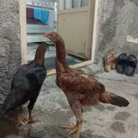 مرغ لاری