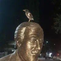 مرغ مینا گمشده|پرنده|قزوین, |دیوار