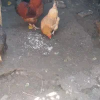 مرغ محلی ۷۵۰ خروس ۱ میلیون