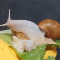 حلزون تراپی