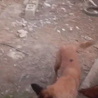 مفقود شدن دوتا سگ مالینیوز|سگ|سعدآباد, |دیوار