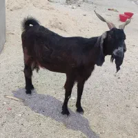 بز و میش چاق در جم