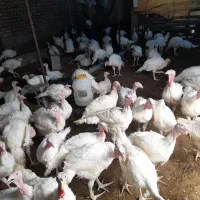 بوقلمون بیوتی ۶ ارگانیک