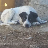 توله سک|سگ|کوهرنگ, |دیوار