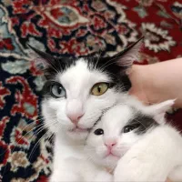 گربه تاکسیدو با بچه اش