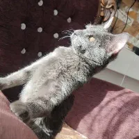 واگذاری یک عدد گربه|گربه|فولادشهر, مسکن مهر فولادشهر|دیوار