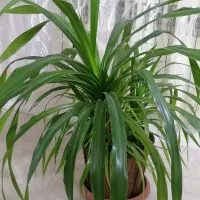 گل پاندانوس|گل و گیاه طبیعی|مشهد, هفت تیر (نه دره)|دیوار