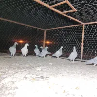 8عدد رنگ تاریک ،کفتر ،کبوتر|پرنده|رونیز, |دیوار