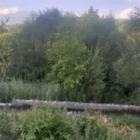 فروش باغ گردویدر پای کوه دنا (کوخدان سی سخت )