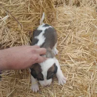 توله های نر سرابی