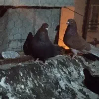 دو عدد کبوتر نر
