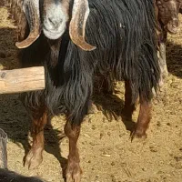 بز می ش بز رومایه|حیوانات مزرعه|مرودشت, ده بید|دیوار