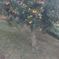 زمین باغی|فروش زمین و ملک کلنگی|واجارگاه, |دیوار