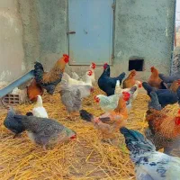 فروش خروس محلی ارگانیک