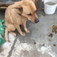 واگذاری سگ پیت بول