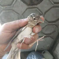 یک عدد سهره خاکی جوجه پارسال