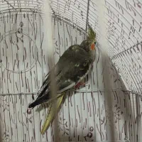 عروس هلندی|پرنده|مشهد, کوشش|دیوار