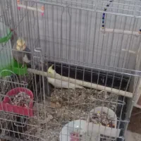 عروس علندی|پرنده|آبدانان, |دیوار