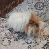 خوکچه هندی|موش و خرگوش|کلاله, |دیوار