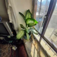 گل زیبای دیفن|گل و گیاه طبیعی|بانه, |دیوار