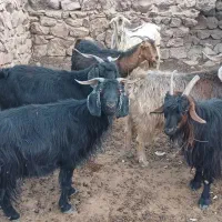 بز برای کشت|حیوانات مزرعه|دهدشت, |دیوار