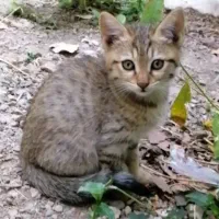 واگذاری گربه فقط با تعهد|گربه|تهران, درکه|دیوار