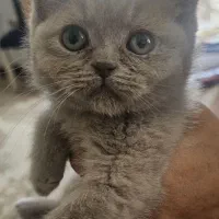 بریتیش لیلاک آماده تحویل