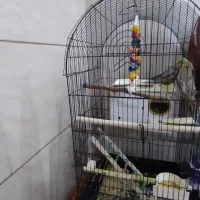 عروس هلندی|پرنده|قم, شهرک فاطمیه|دیوار