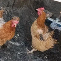 2عدد مرغ زرد حنایی تخم گذار  معاوضه با4تاقچه
