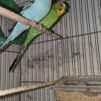 یک جفت مرغ عشق با قفس و دانه