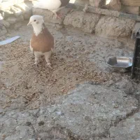 کبوتر طوقی|پرنده|هامون, |دیوار