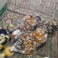 جوجه کوشین بانتام متلد وارداتی