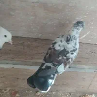 چند کبوتر گمشده