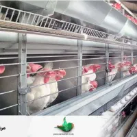 استخدام کارگر با خانواده برای مرغداری تخم‌گذار