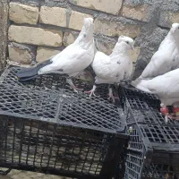 ۲۵کفتر رنگه درجه یک قلدرپابلند|پرنده|کاشمر, |دیوار