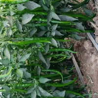 بذر فلفل تند