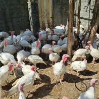 بو قلمون  گوشتی|حیوانات مزرعه|شاندیز, |دیوار