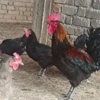 خروس محلی|حیوانات مزرعه|مرودشت, فاز اول شهرک فرهنگیان|دیوار